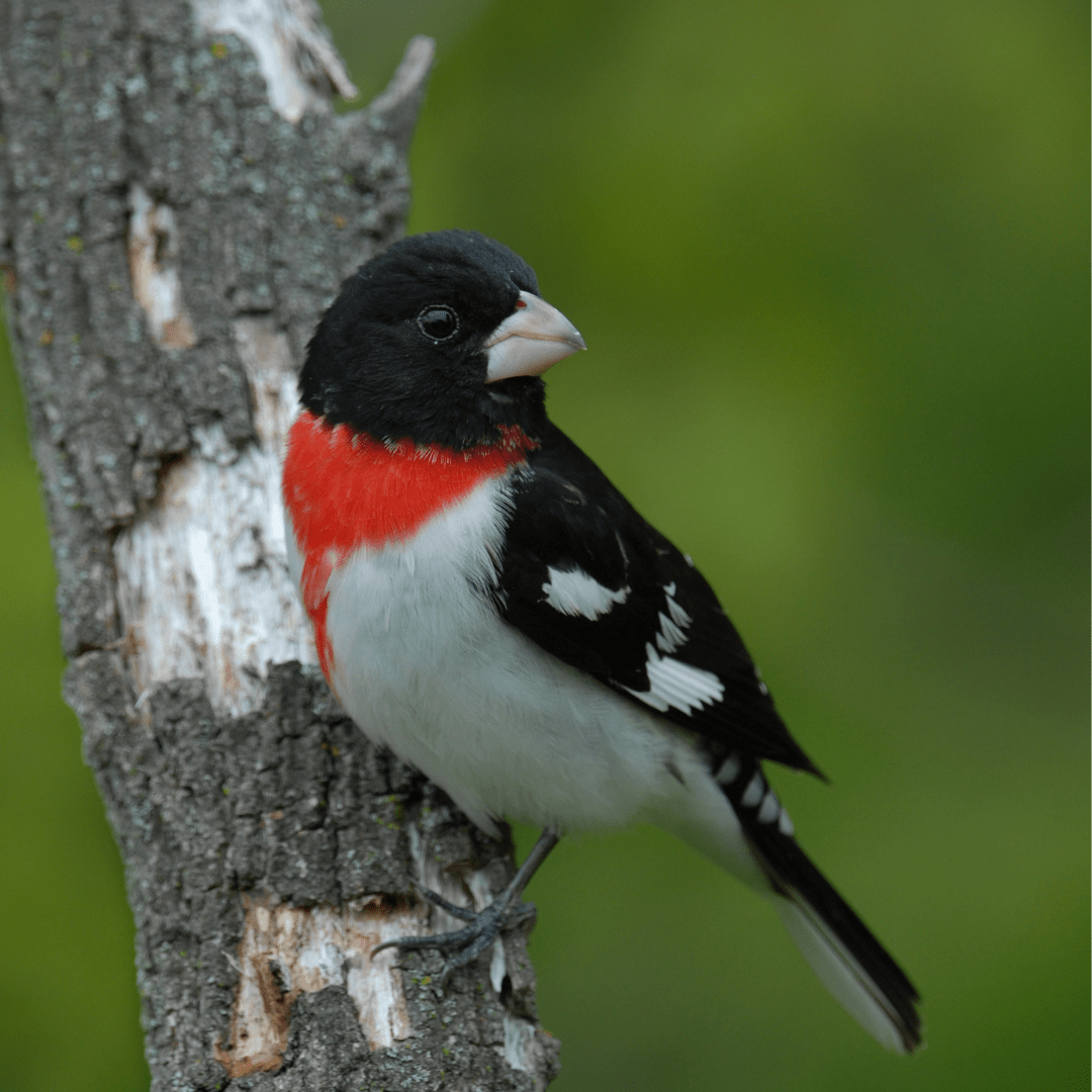Red Breasted Bird