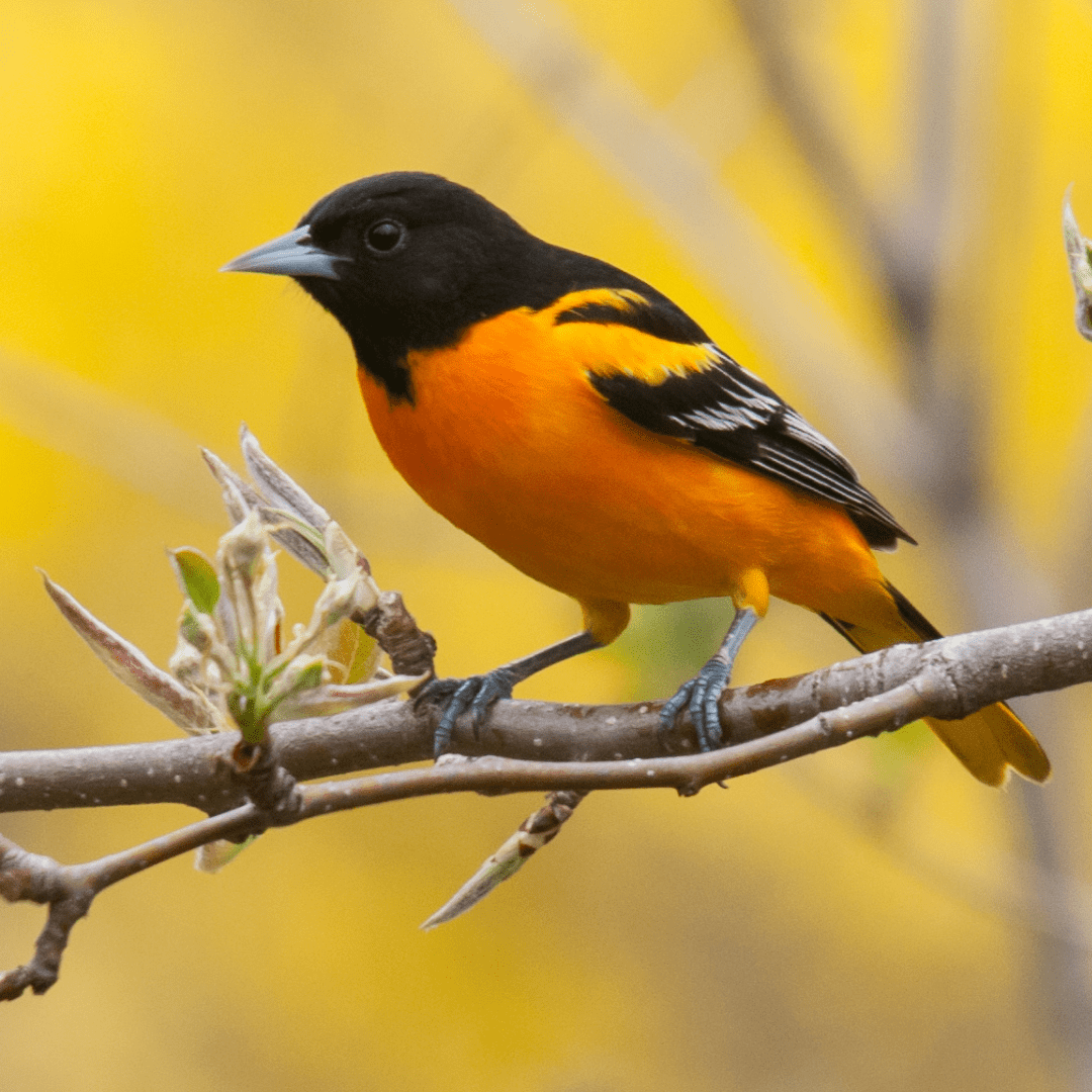 Stunning Orange And Black Birds: 22 Species To Discover - Happy Birding