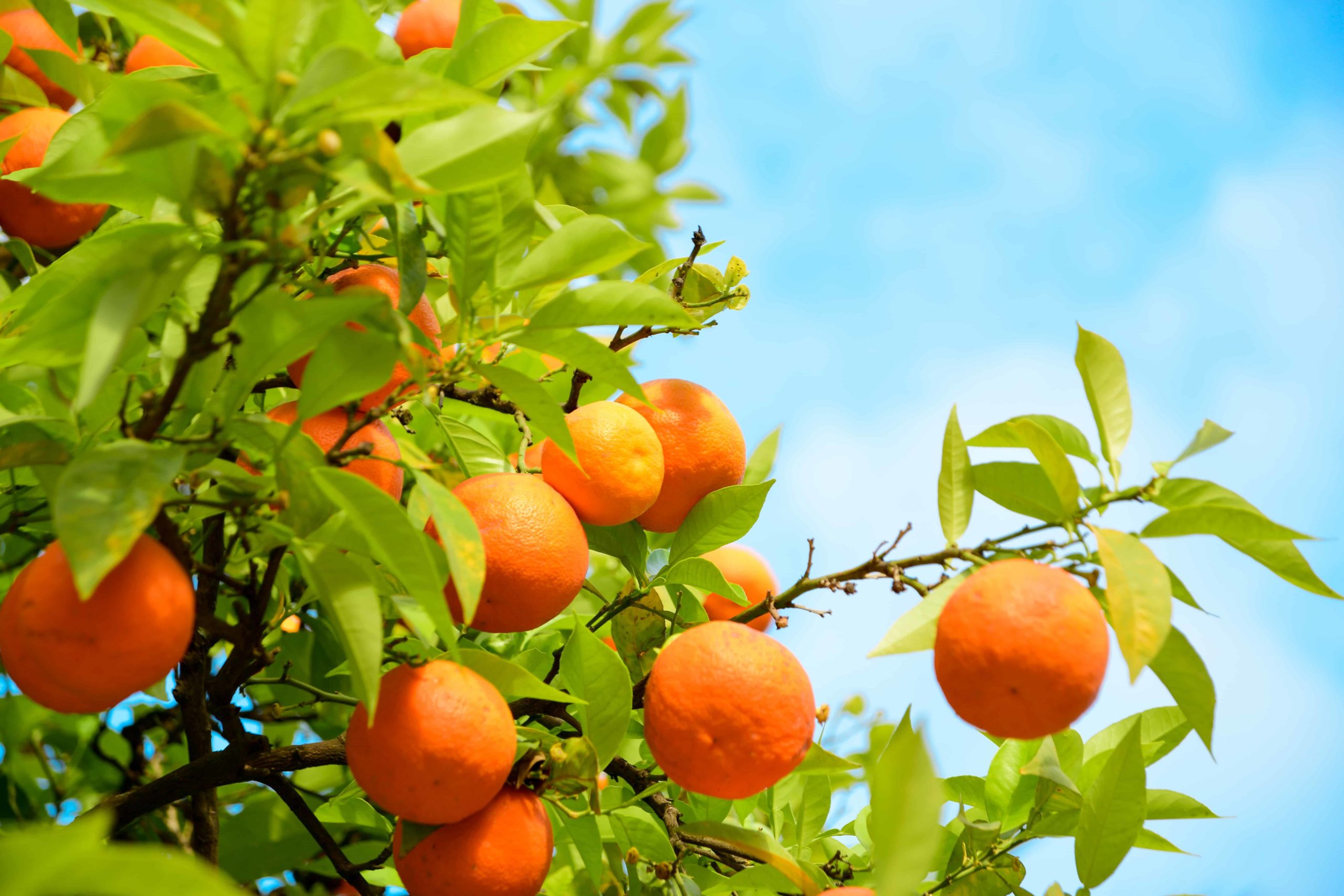 Orange Fruit Tree