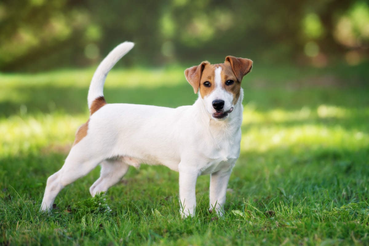 13 Best Dog Breeds For Hiking - helloBARK!