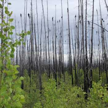 Wildfire Impacts On Northern Boreal Forests| Wilfrid Laurier University