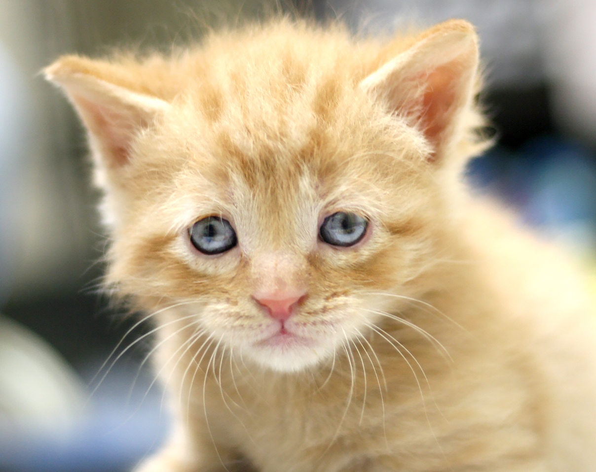 Kitten Season FAQs - Heritage Humane