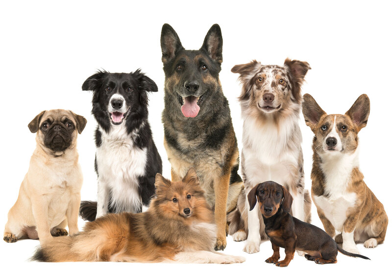 Discuss/Do: Dogs