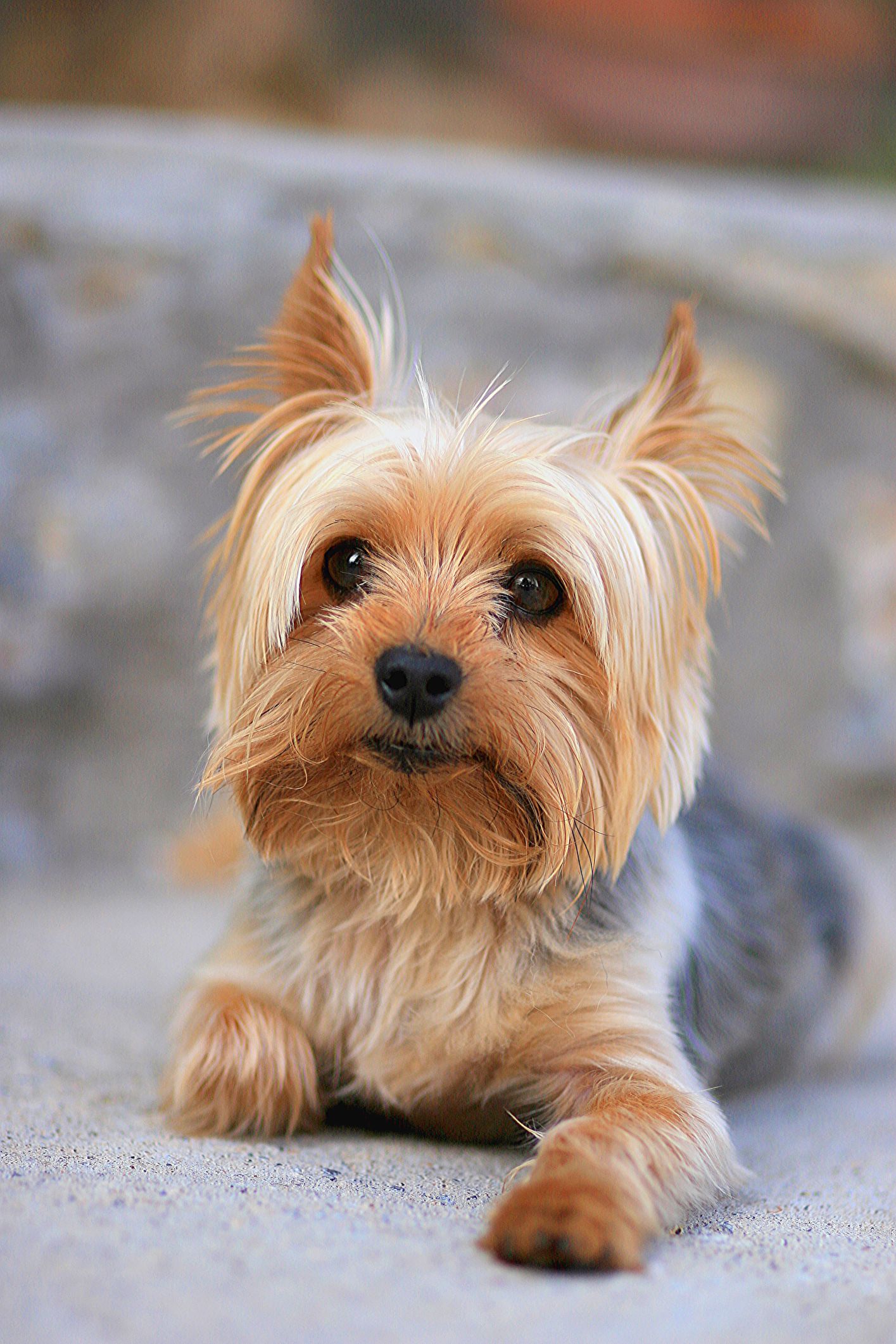 Can A Small Dog Have Puppies