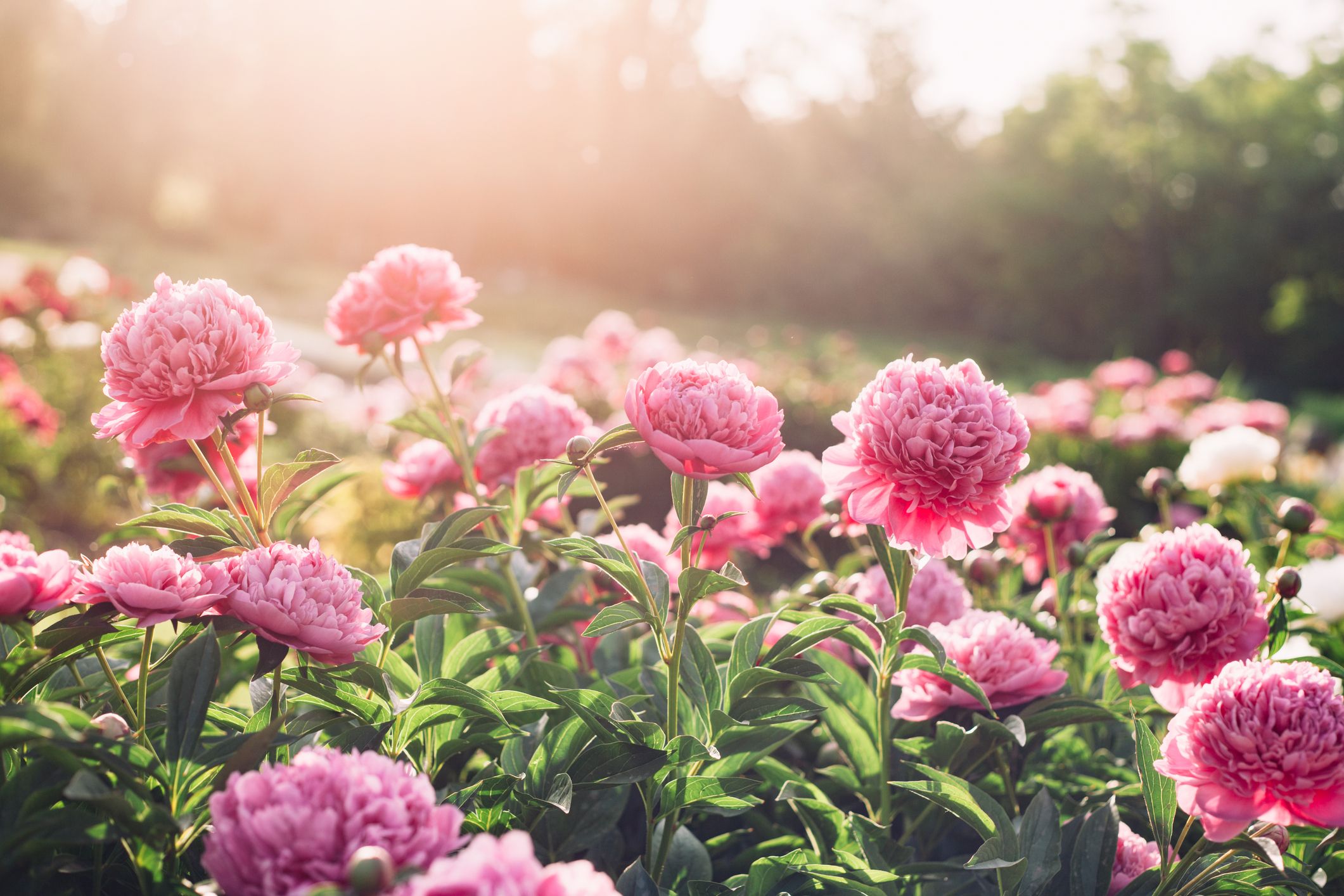 Perennial Flower Gardens