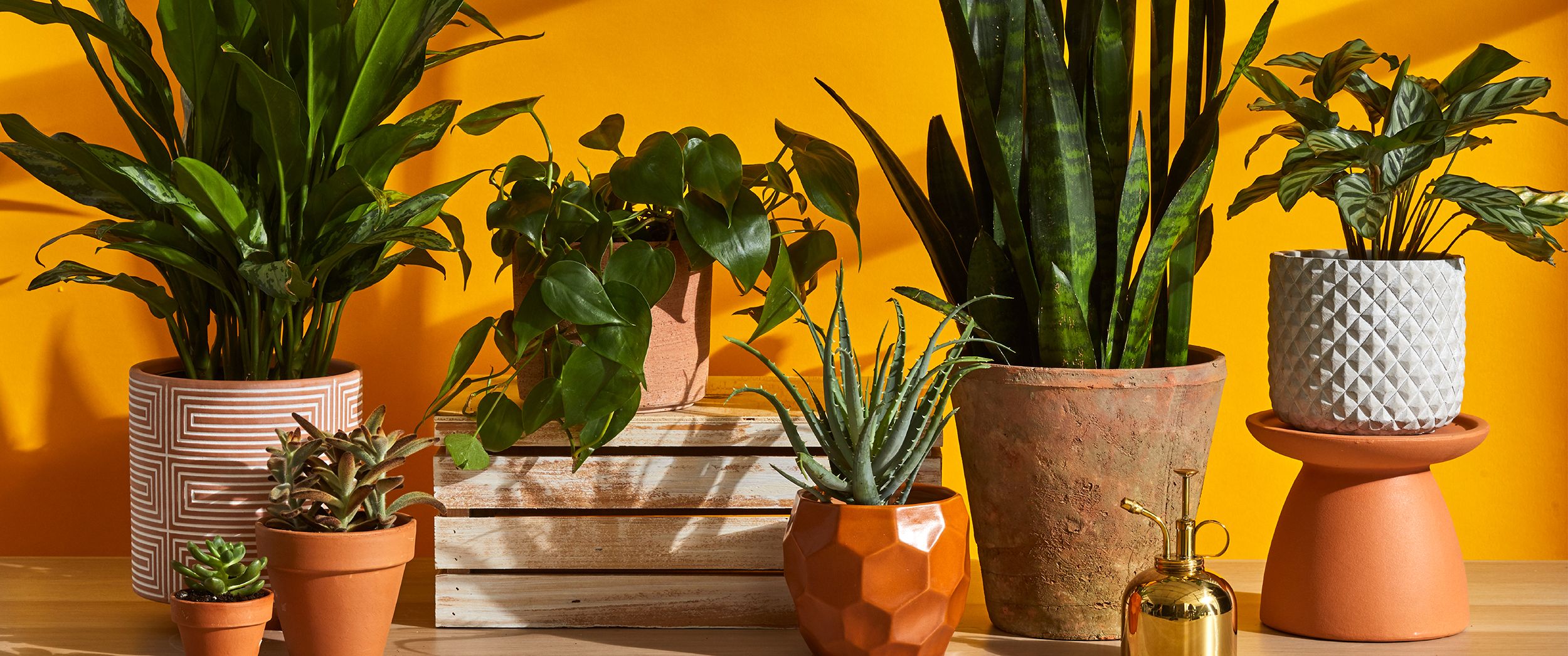 Small Indoor Plants For Living Room | Baci Living Room