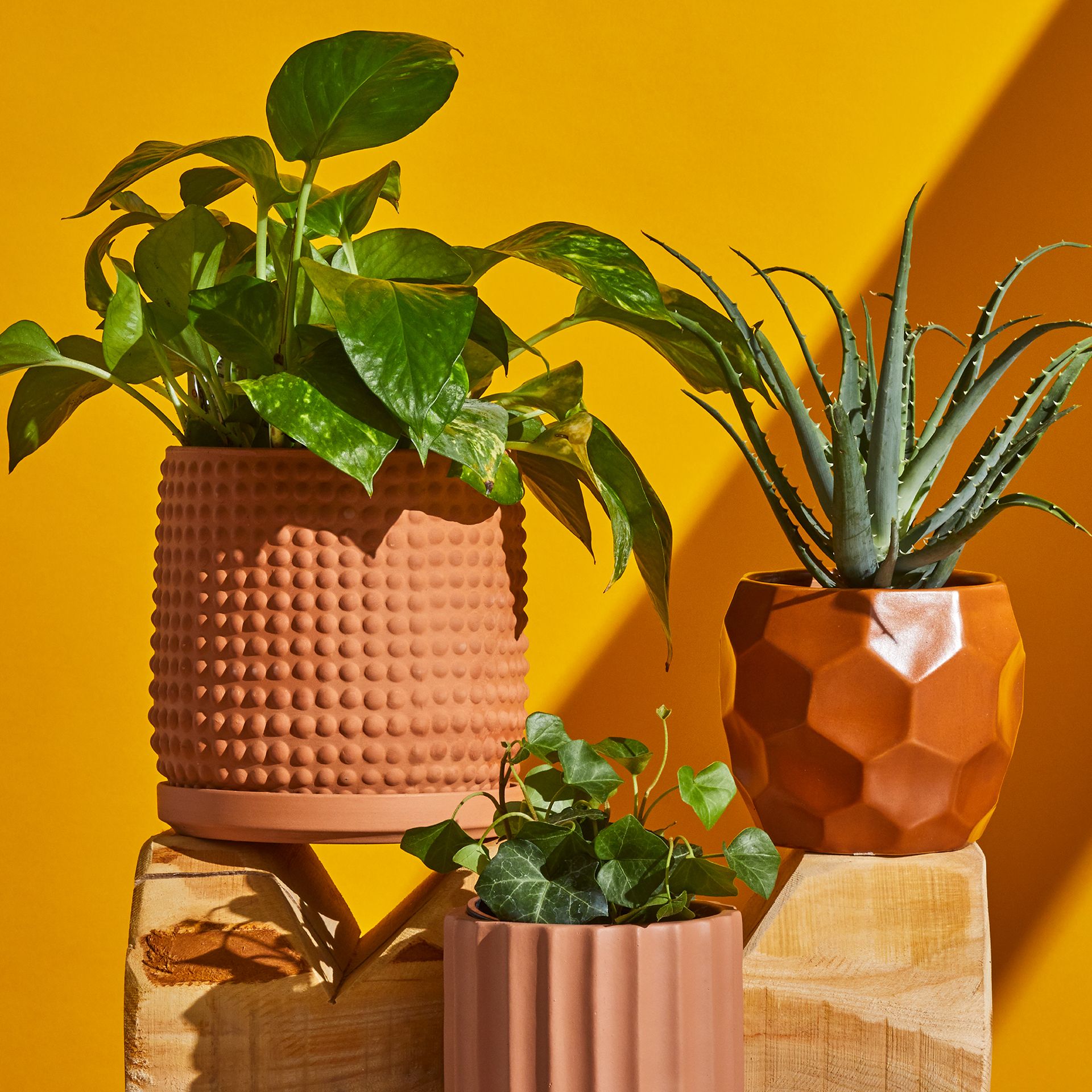Ultimate Plant Guide: Tips To Keep Your Houseplants Alive
