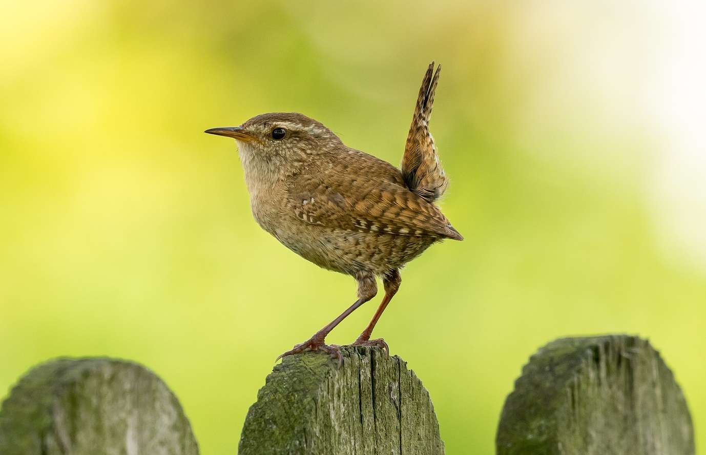 Types Of Wrens - Photos, Habitat, Diet And Nesting Habits