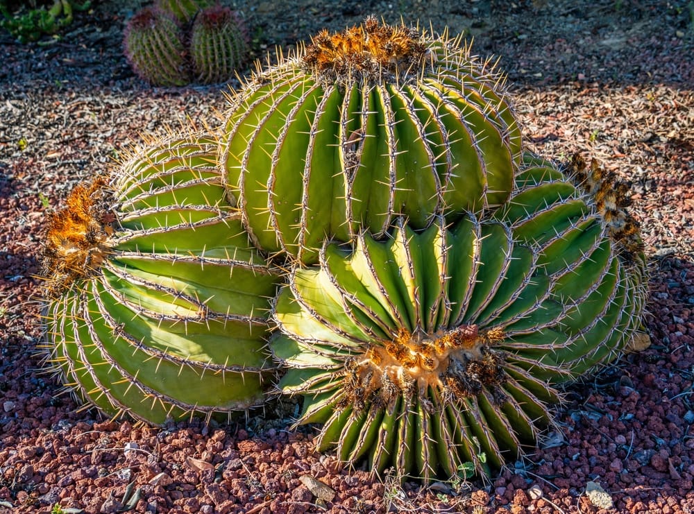 17 Impressive Types Of Cacti In Mexico (With Pictures)| House Grail