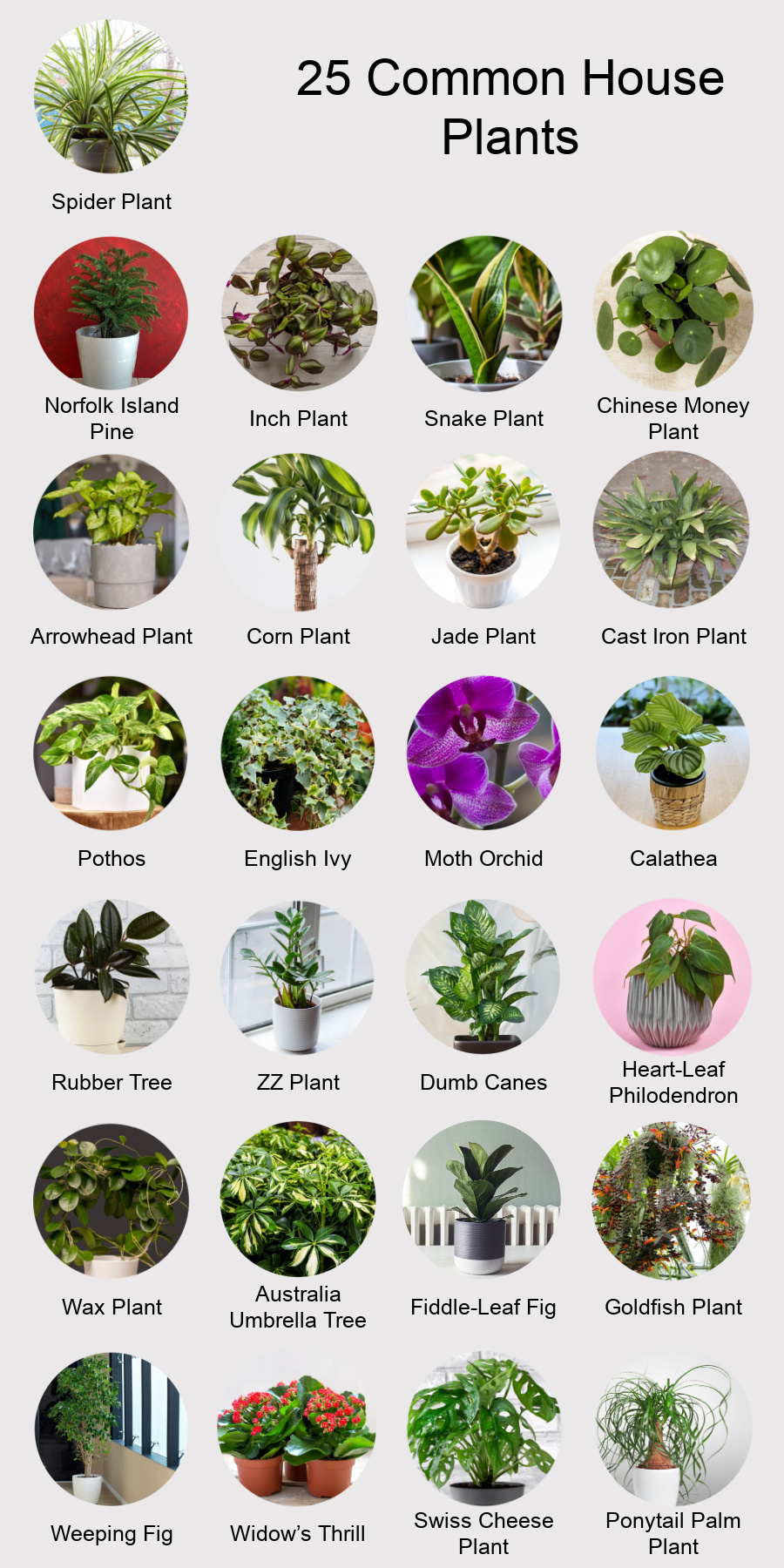 7 Backyard Plants That Add Beauty And Value – HOMYSTYLE