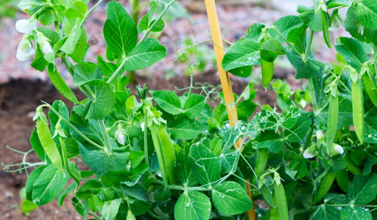 Pea Plant: Tips To Plant, Grow And Care For It