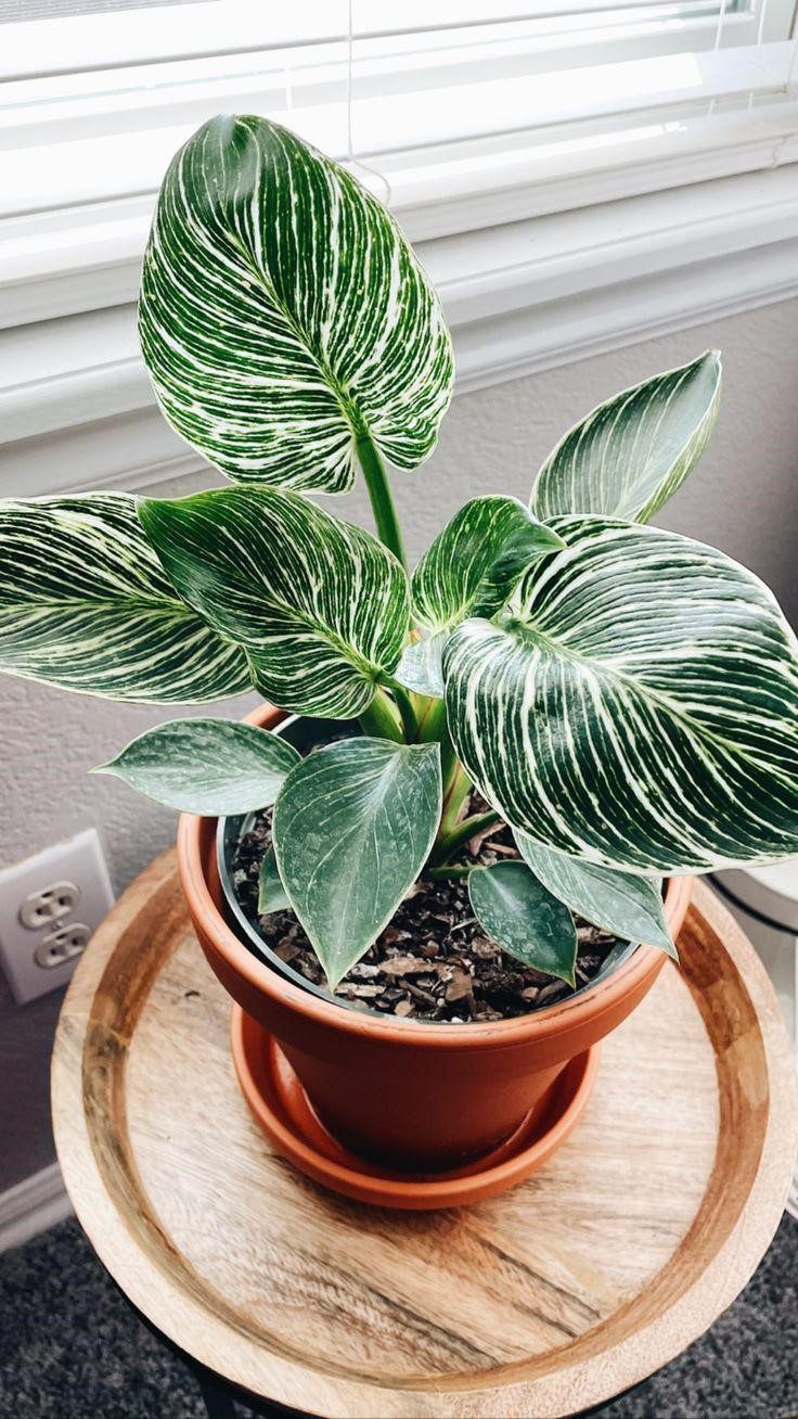 Indoor Plants For Console Table At Christopher Bryant Blog