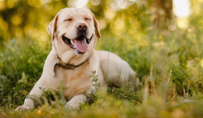 List of top 10 cute dog breeds