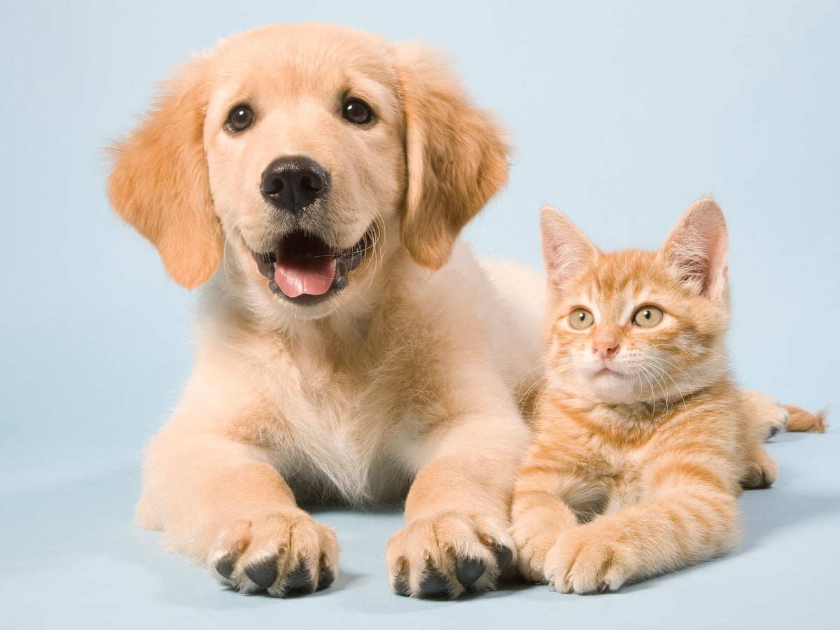 Tuesday Is National Love Your Pet Day - Hub City Radio