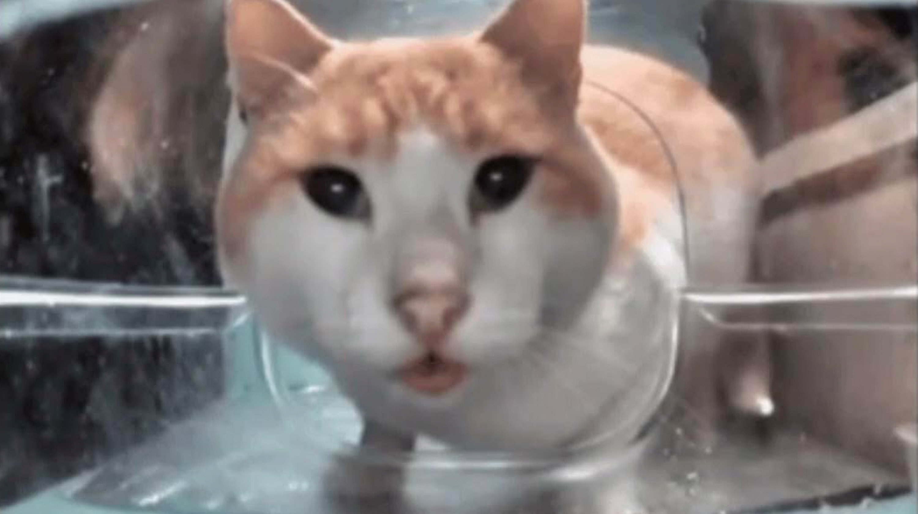 Cat Eating Then Looking Up| Know Your Meme