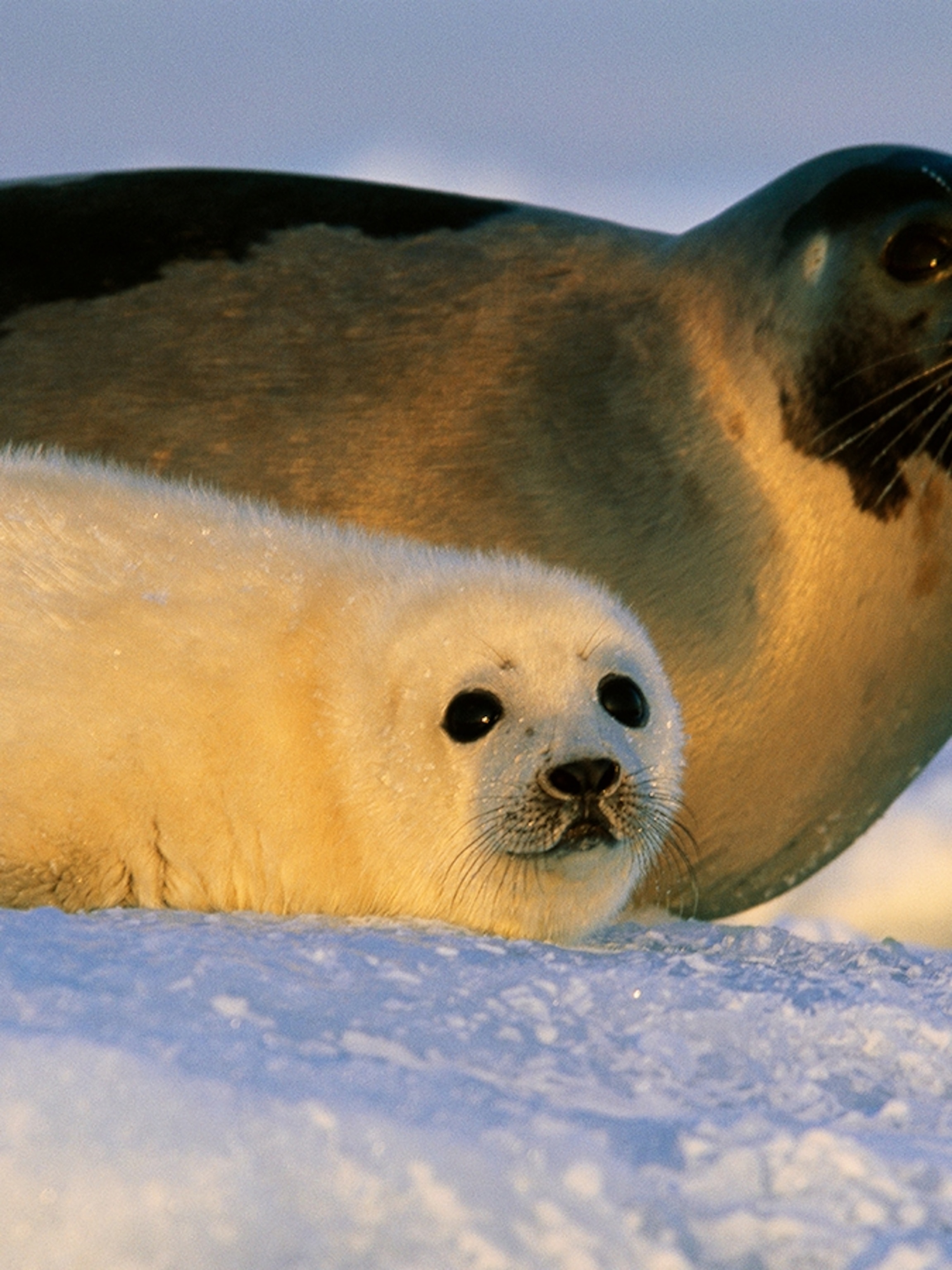 Images Of Baby Seals