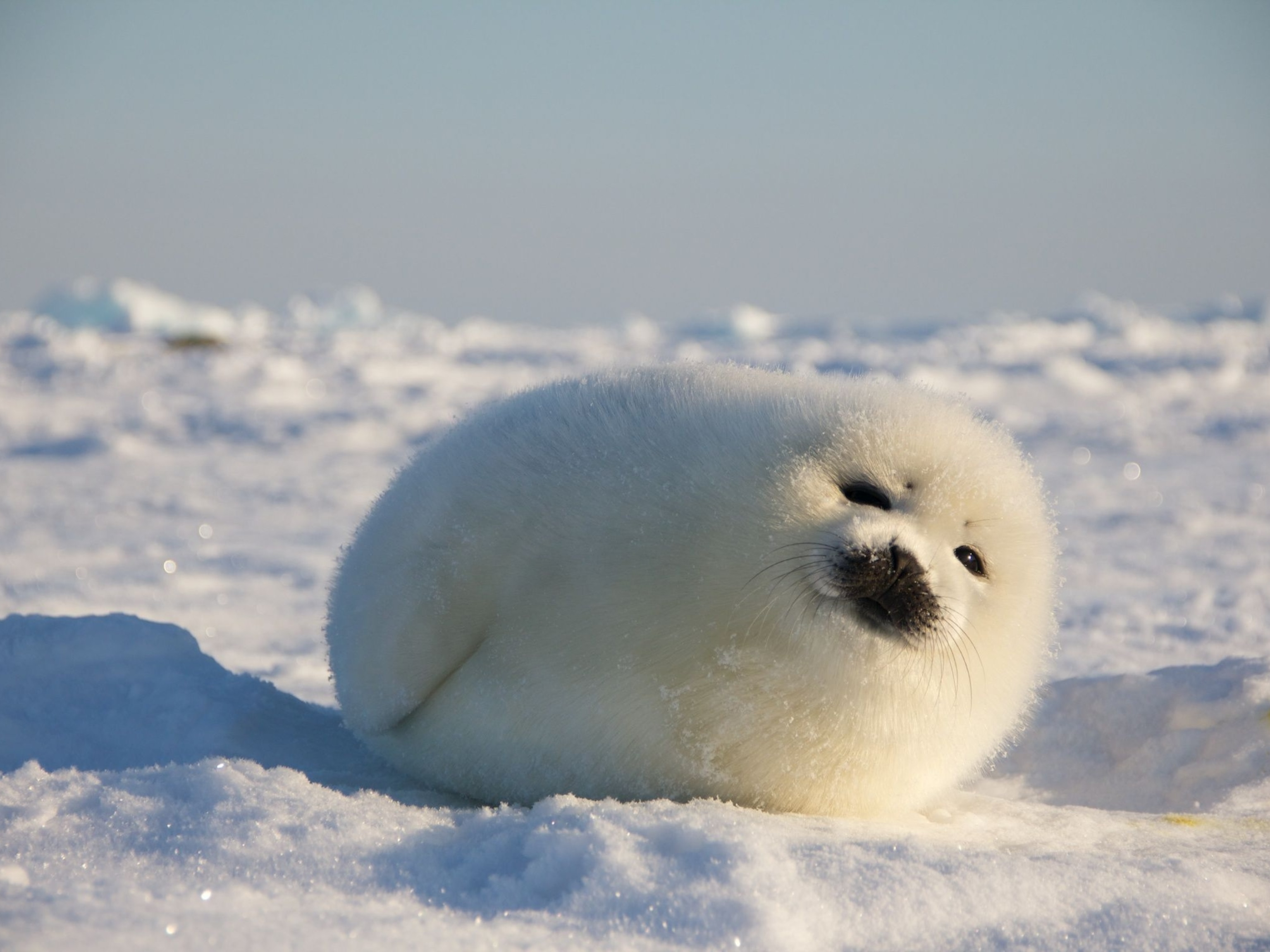 Arctic Seal