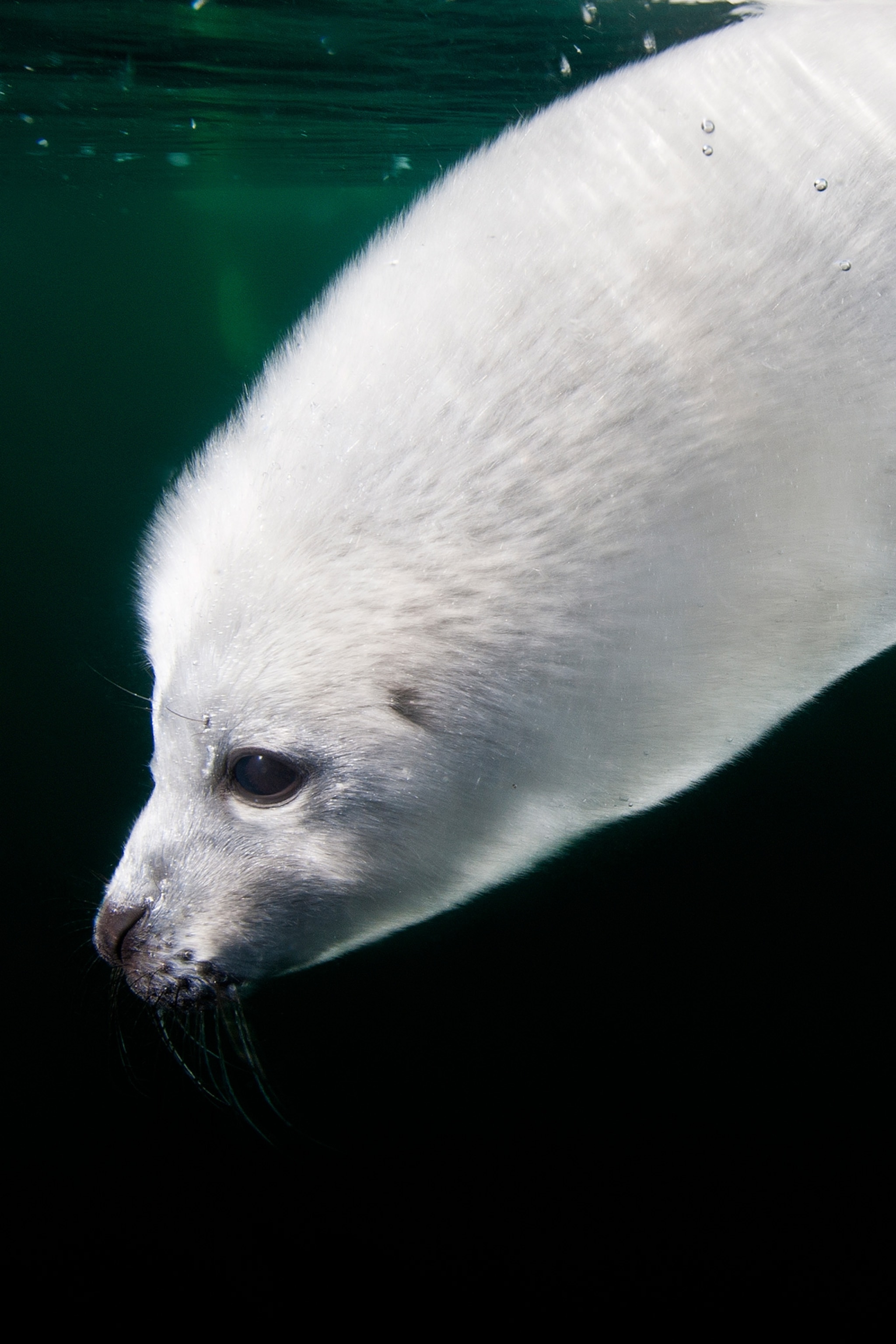 Seal Animal