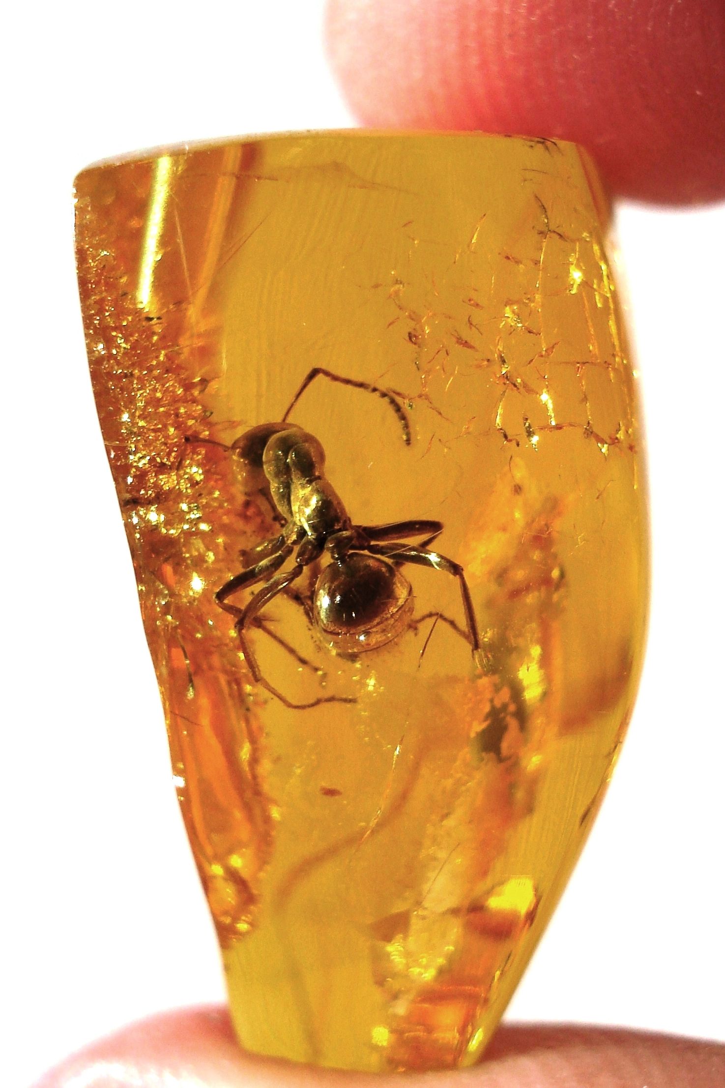 It Takes Millions Of Years! | Amber Fossils, Amber, Minerals And Gemstones