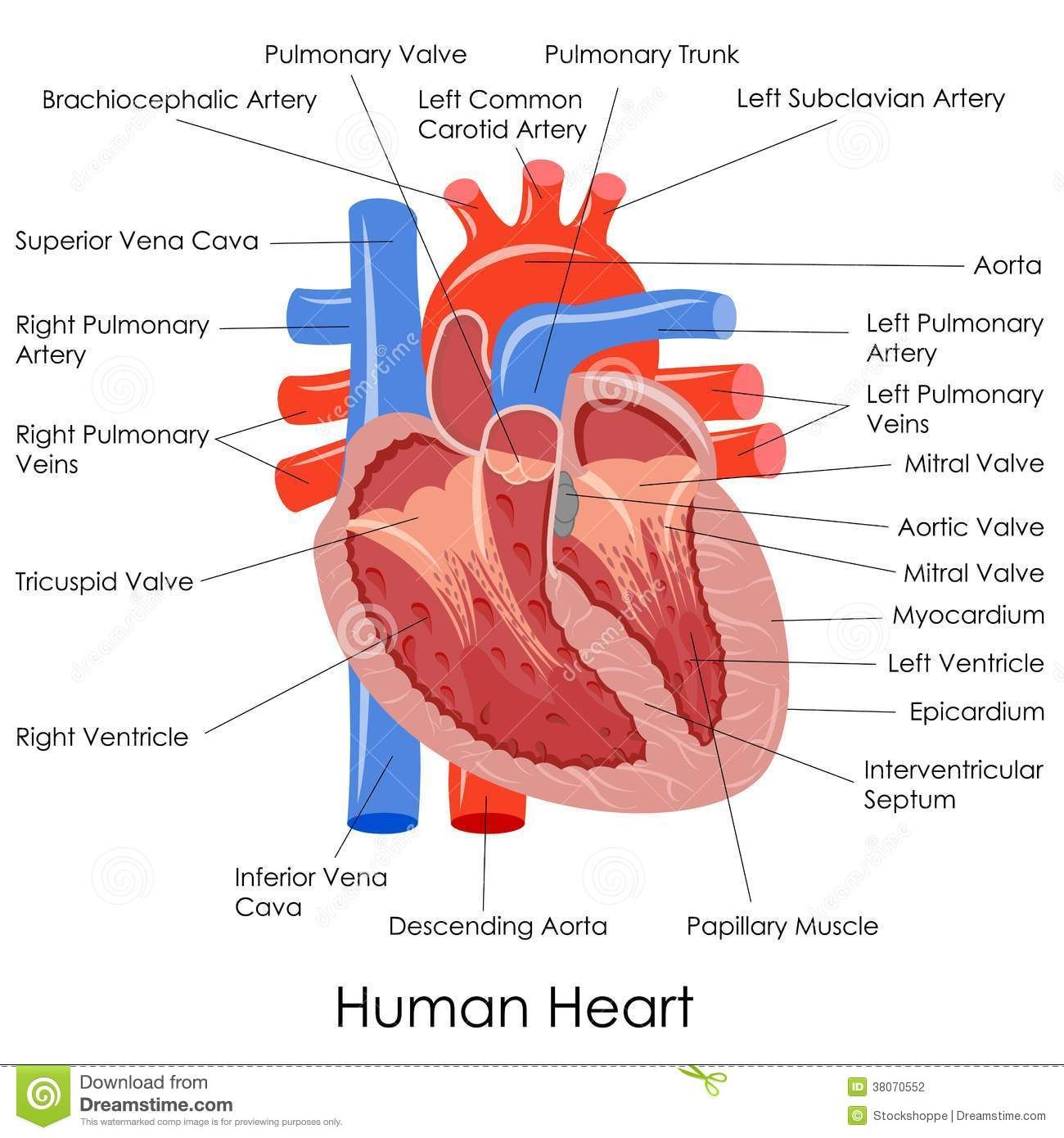 Human Heart Anatomy | Human Heart Anatomy, Human Heart Diagram, Heart Anatomy