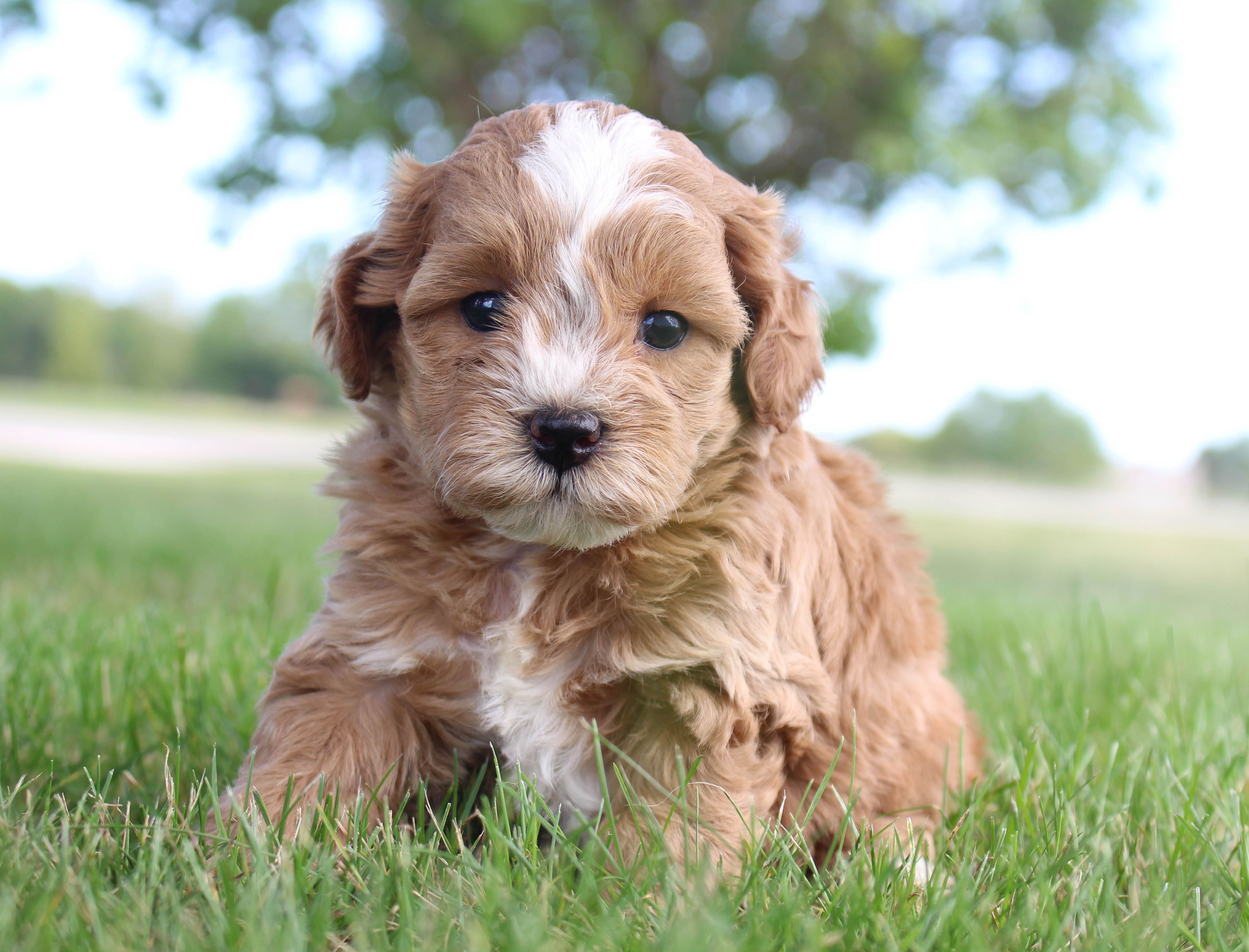 Meet Cokey - Cavapoos For Sale In Shipshewana, Indiana. Find Cute Cavapoo Puppies, Dogs, And ...