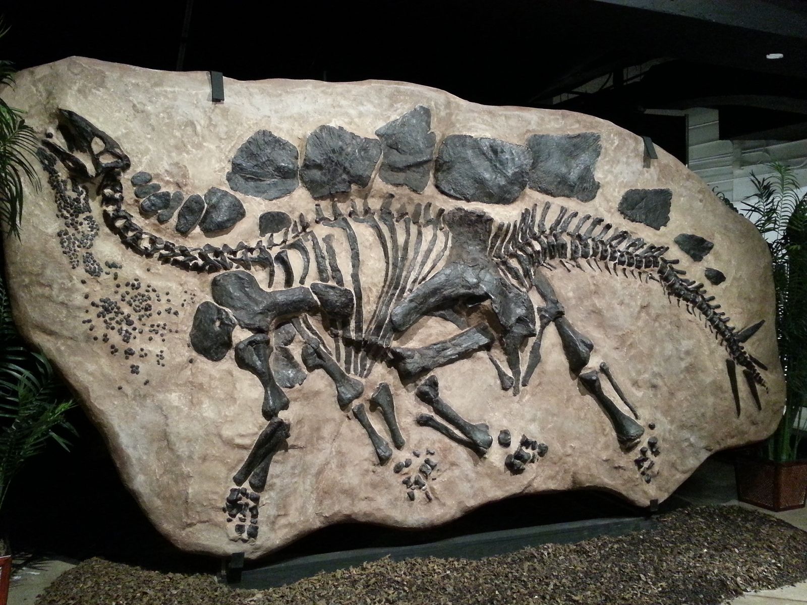 Fossilized In-ground Stegosaurus | Fossils, Fossil Bones, Dinosaur Fossils