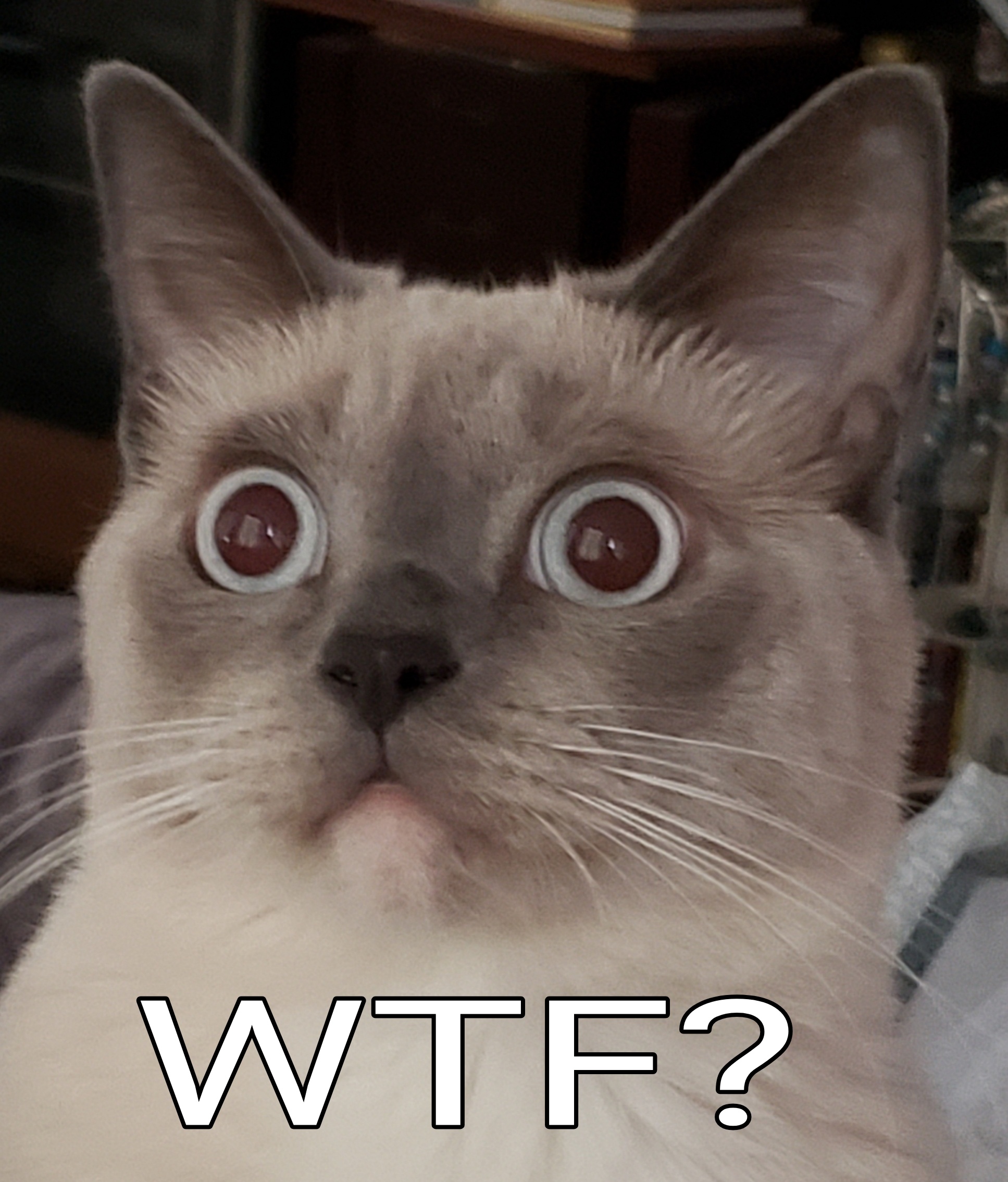 Wtf Cat