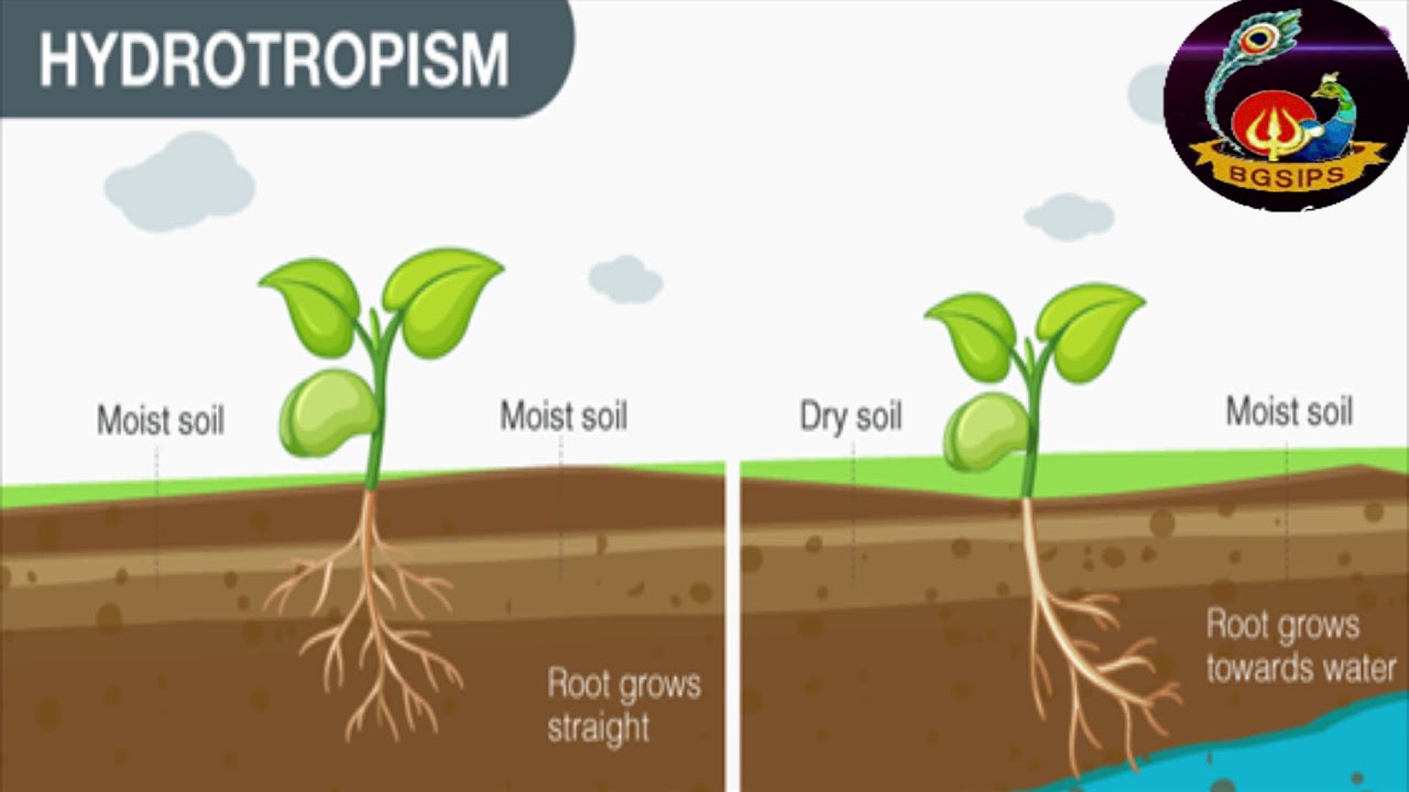 Hydrotropism In Plants
