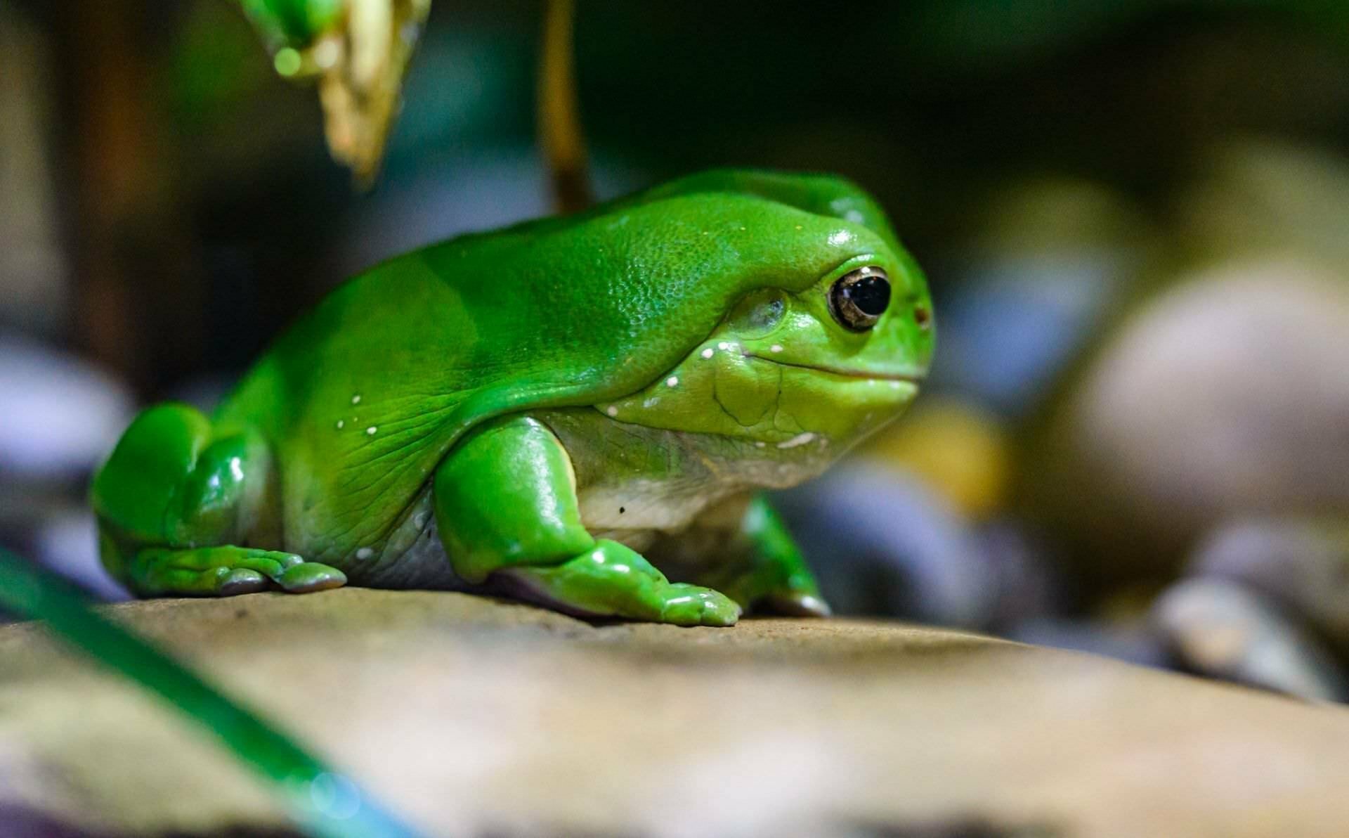 Frog - Melbourne Zoo • Travis Hale (Photography And Science)