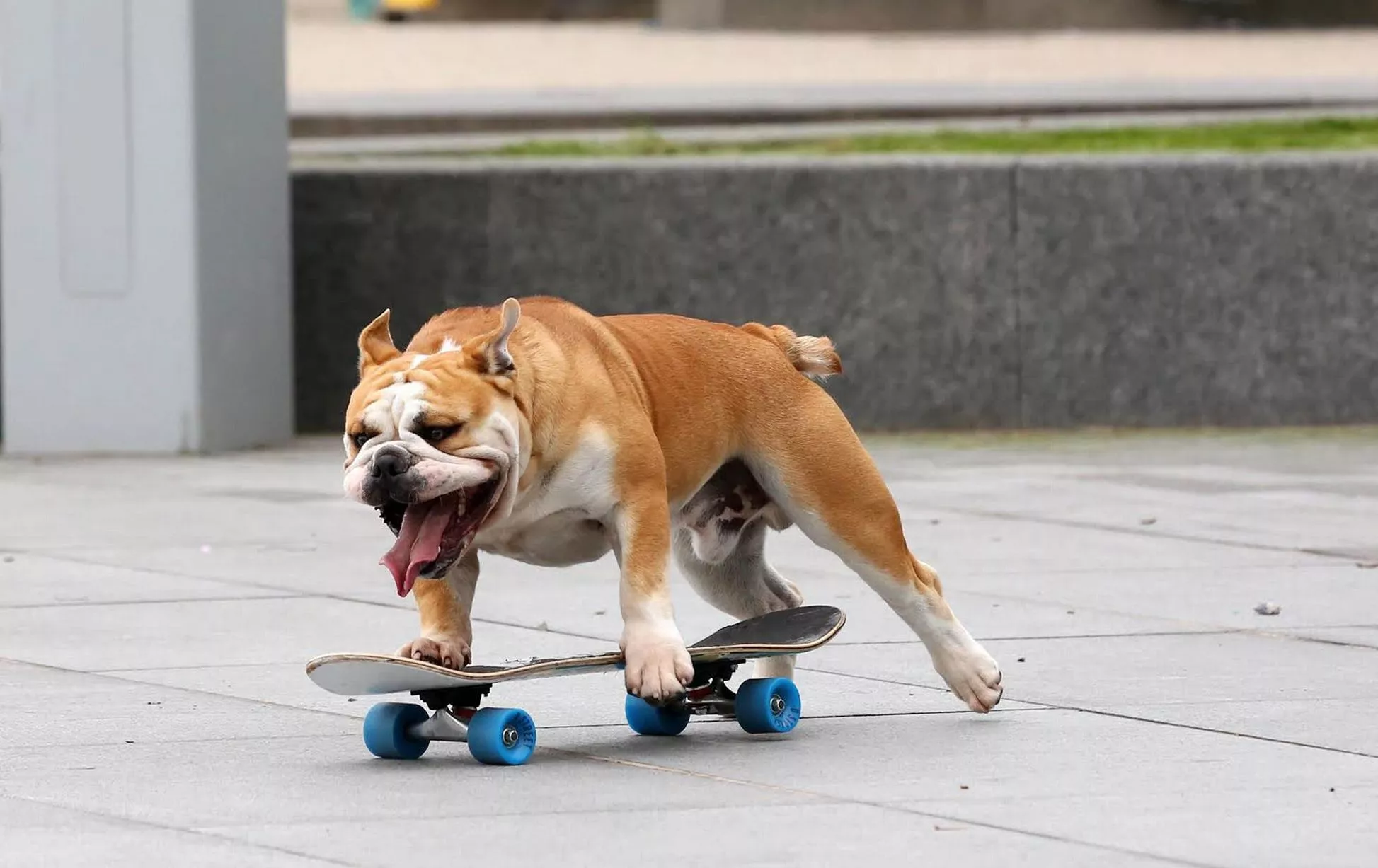Meet Victor The Skateboarding Dog Causing A Stir In East Belfast - Belfast Live