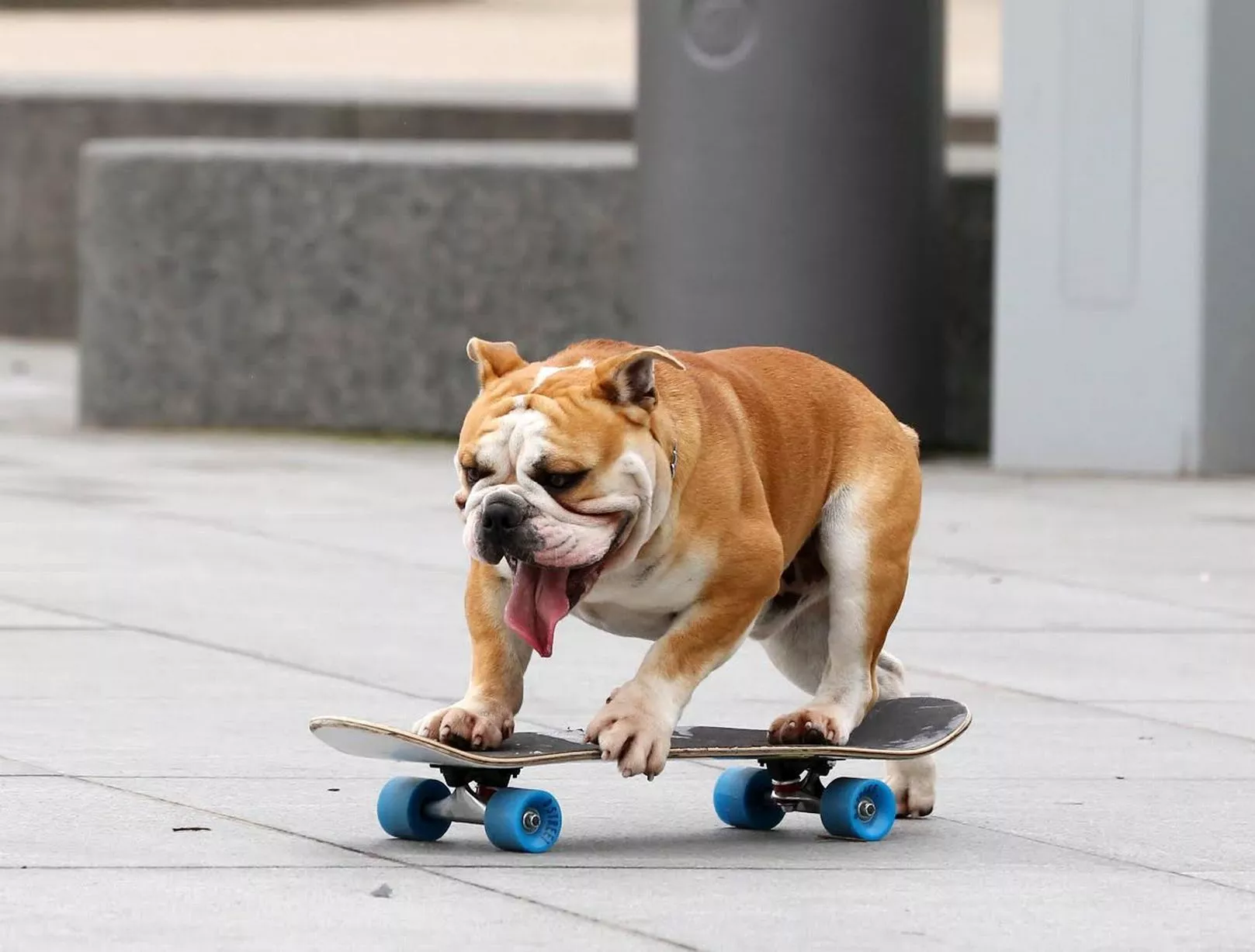 Meet Victor The Skateboarding Dog Causing A Stir In East Belfast - Belfast Live