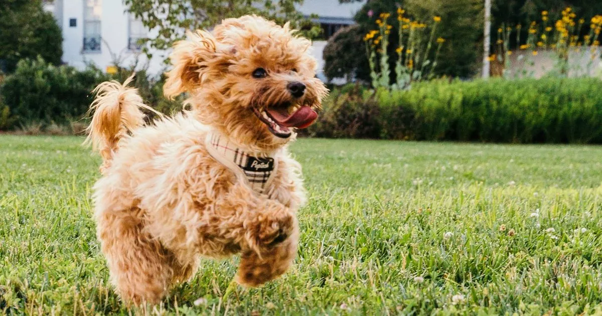 Mike is trendiest dog name of 2022 alongside classics including Gary and Preston - Birmingham Live