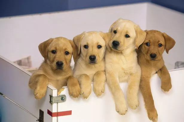 Trendiest dog names of 2022 revealed with &#39;human name&#39; in first place - Mirror Online