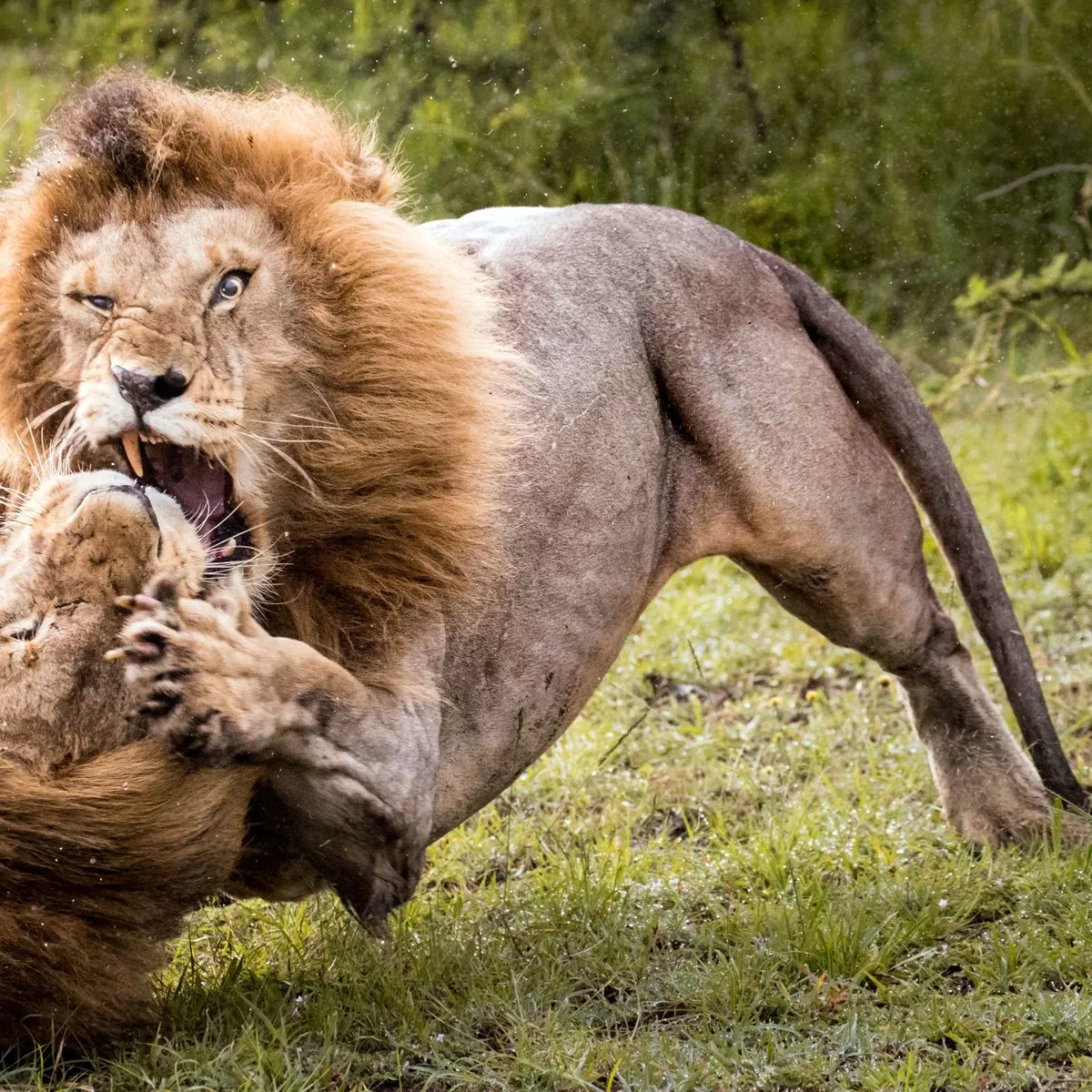 Worlds Largest Lion Ever Recorded