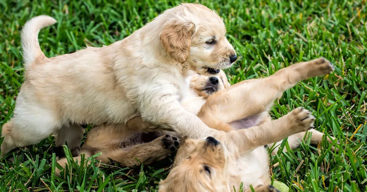 Trendiest dog names of 2022 revealed with &#39;human name&#39; in first place - Mirror Online