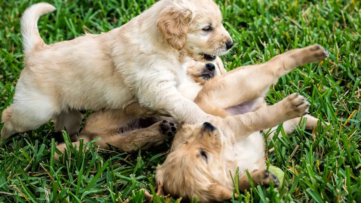 Trendiest dog names of 2022 revealed with &#39;human name&#39; in first place - Mirror Online