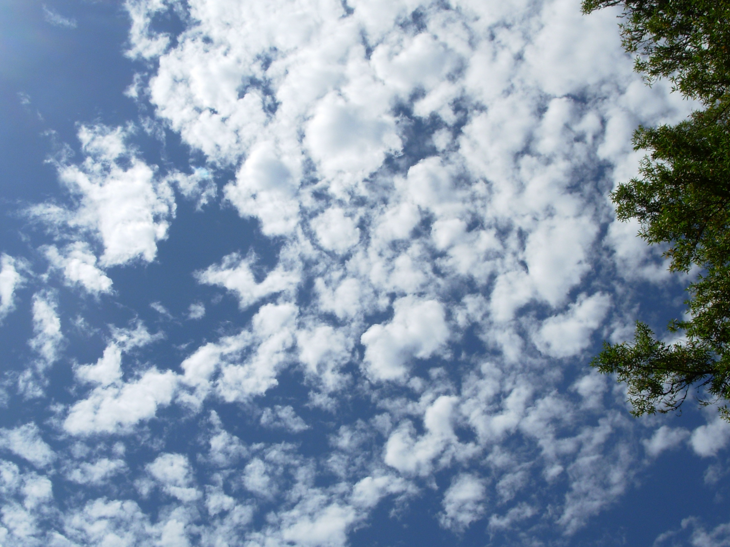 Slow Nature: Have A Cloud Race - Slow Family