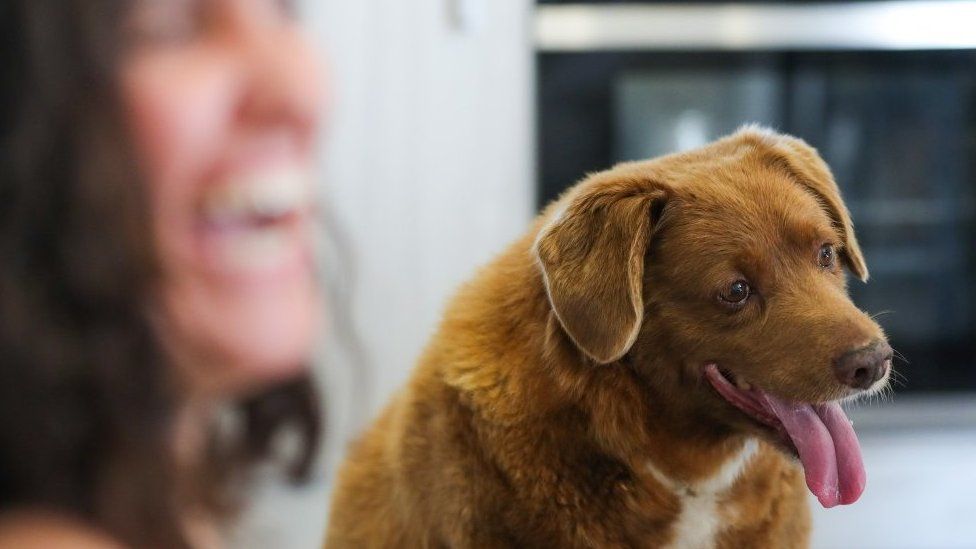 World&#39;s Oldest Dog: Bobi Turns 31, Holds Guinness World