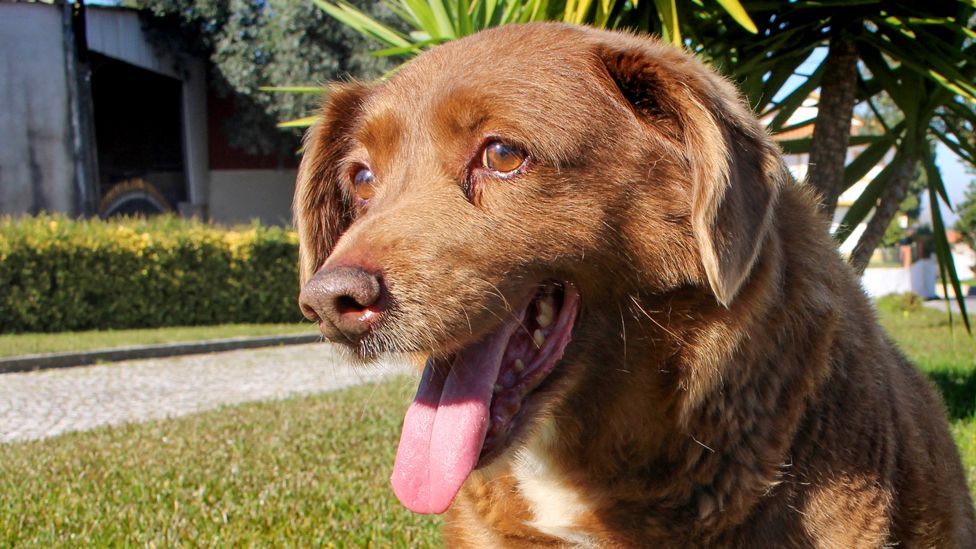 Bobi, The World&#39;s Oldest Dog Ever, Dies Aged 31 - BBC News