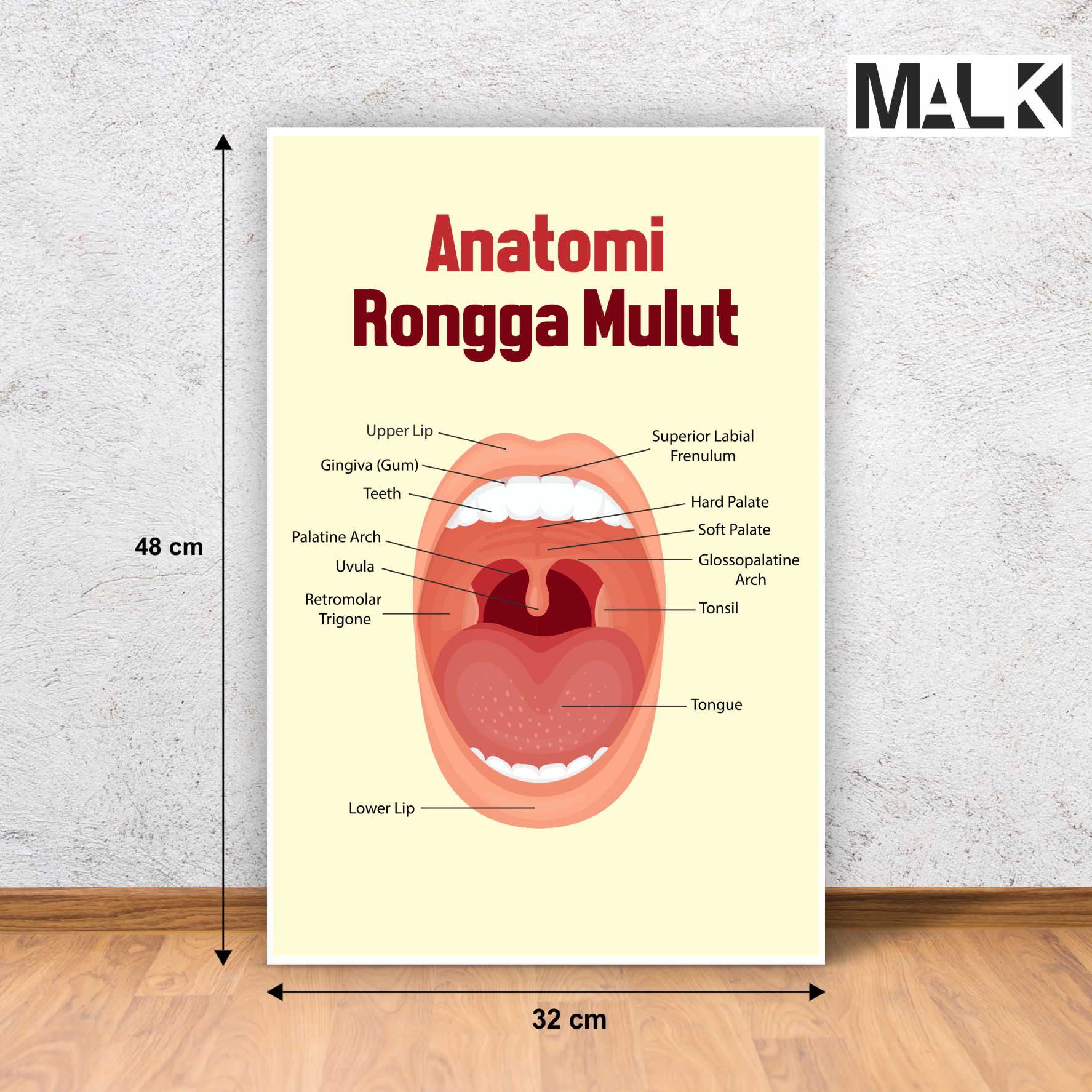 Poster Anatomi Mulut| Lazada Indonesia