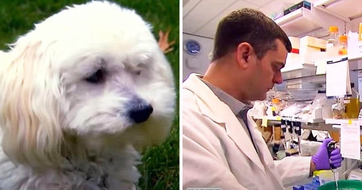 Owner Gets Doggy DNA Test And Is Shocked To Learn $1,750 Dog Isn’t The Breed It Was Sold As
