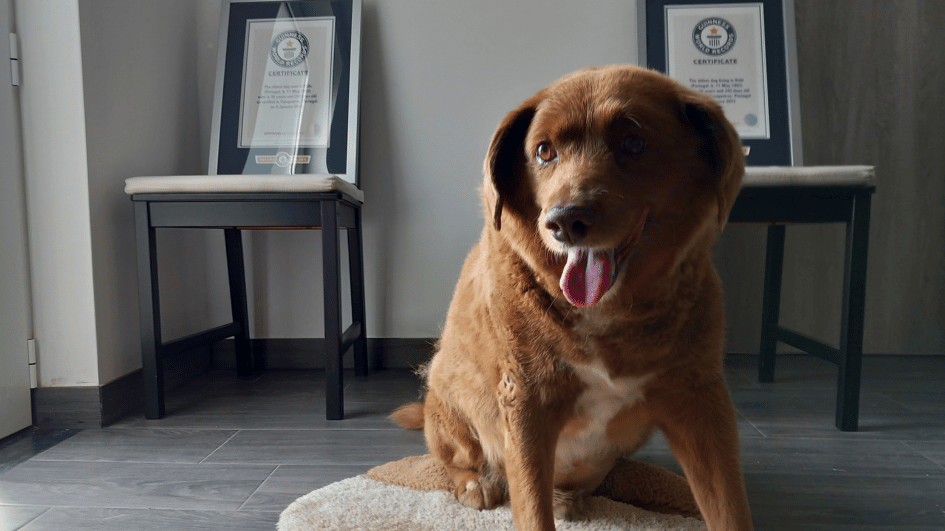 Guinness World Records has doubts about age of world&#39;s oldest dog