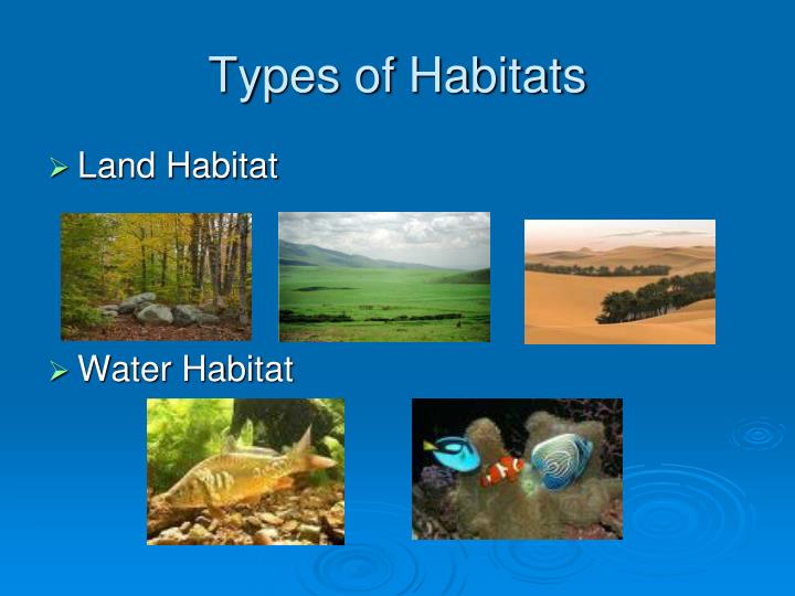 PPT - Interactions Among Living Things PowerPoint Presentation - ID:396336