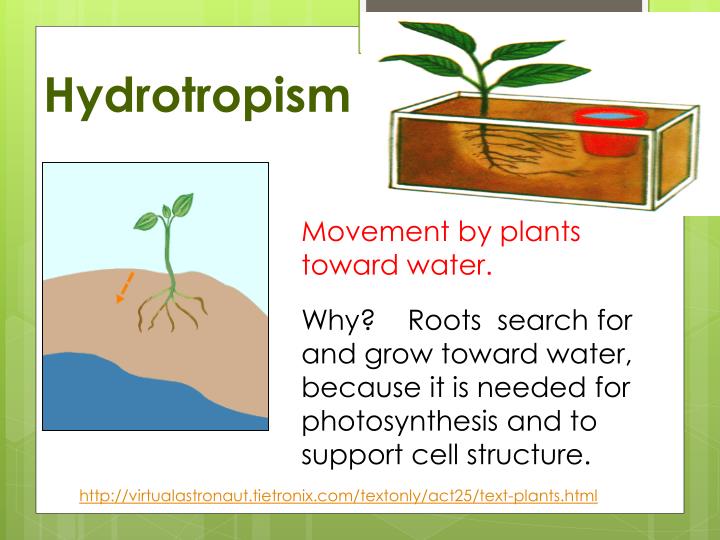 PPT - Plants Move PowerPoint Presentation - ID:2509446