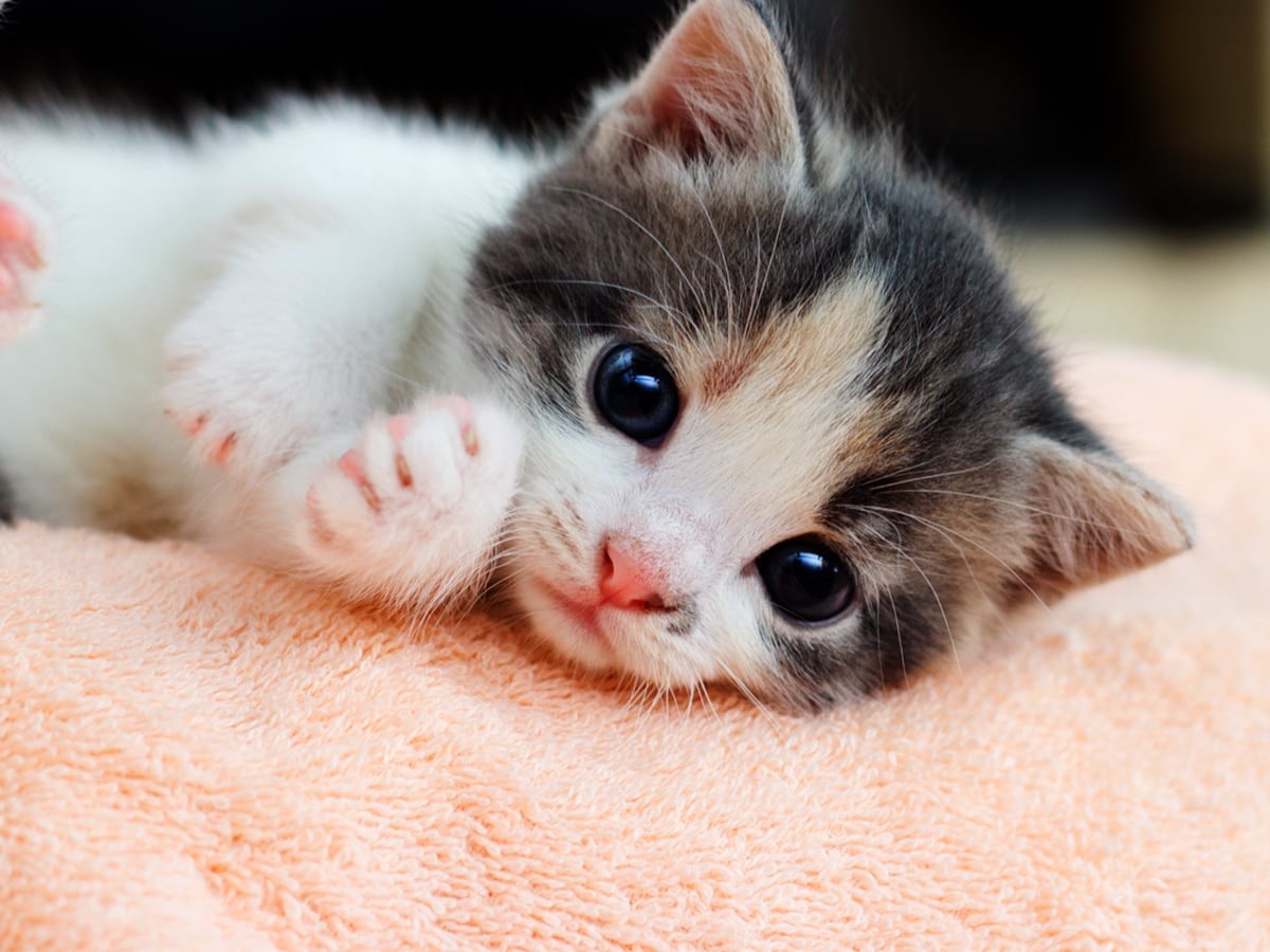 How to Kitten-Proof Your House | Spot Pet Insurance Canada