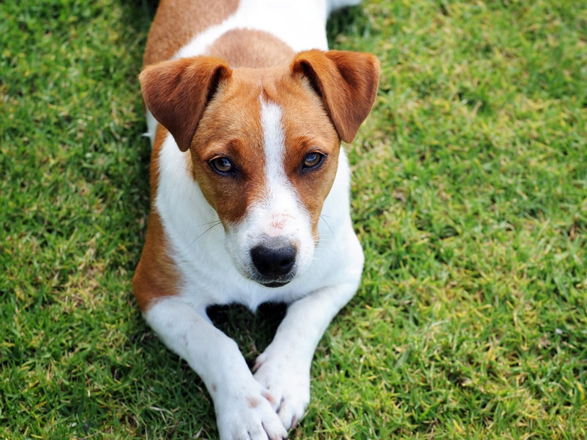 Jack Russell Terriers - Dog Breed Guide | Spot®