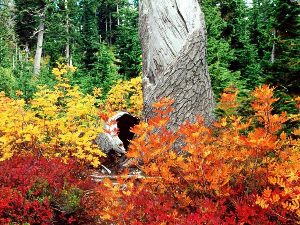 nature-191 : ภาพวิว