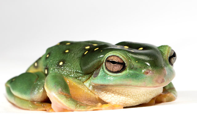 Zoology - Elearn College