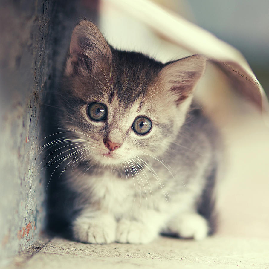 Little Cute Kitten Photograph by Serhii Kucher