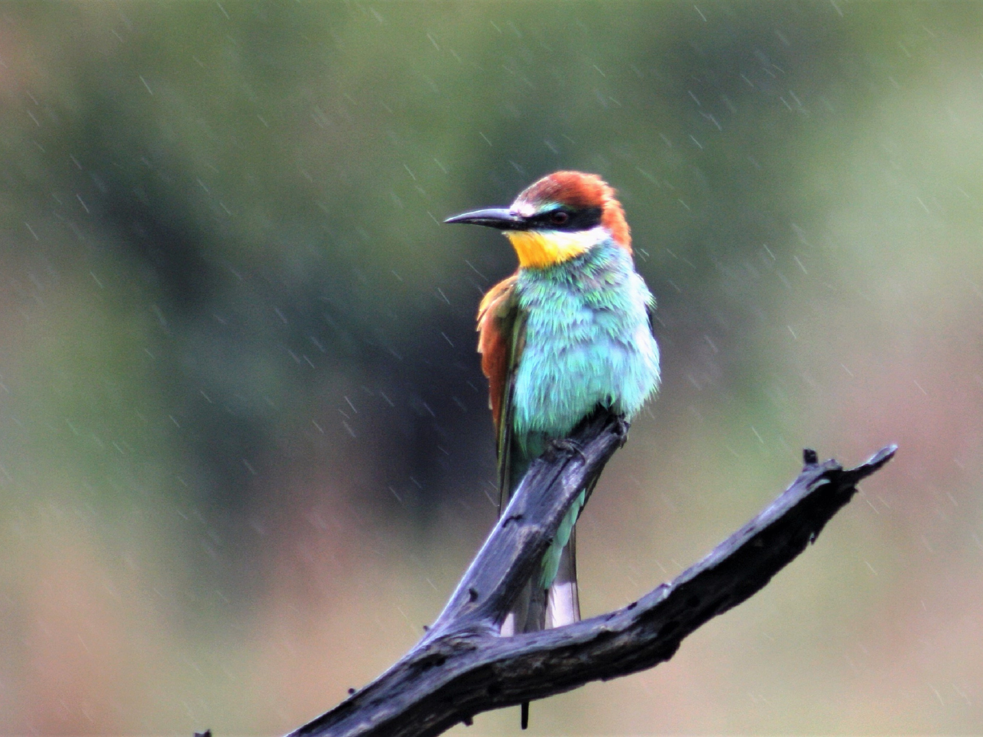 1920x1440 Bee Eater 4k 1920x1440 Resolution HD 4k Wallpapers, Images, Backgrounds, Photos And ...